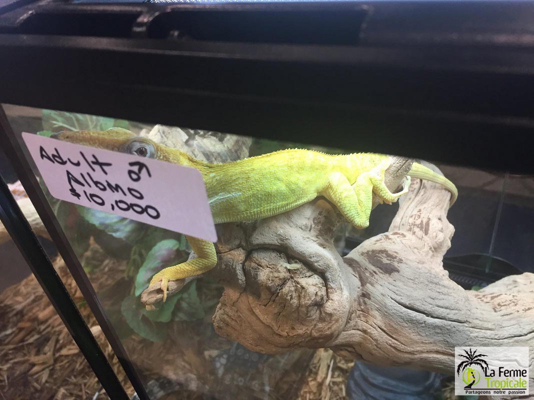[Voyage] National Reptile Breeders Expo, Daytona Beach, Floride